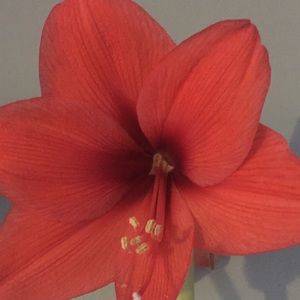 Meet your Posher, Alma